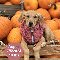 Thumbnail photo of Aspen #1