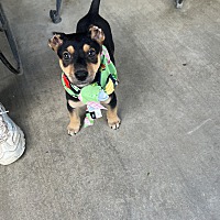 adopt a pet