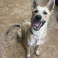 adopt a pet