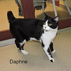 Thumbnail photo of Daphne #1