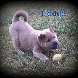 Thumbnail photo of Hodge #1