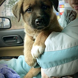 Thumbnail photo of Fluffy Pup--RESCUED! #2