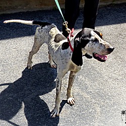 Thumbnail photo of Slim--RESCUED! #4