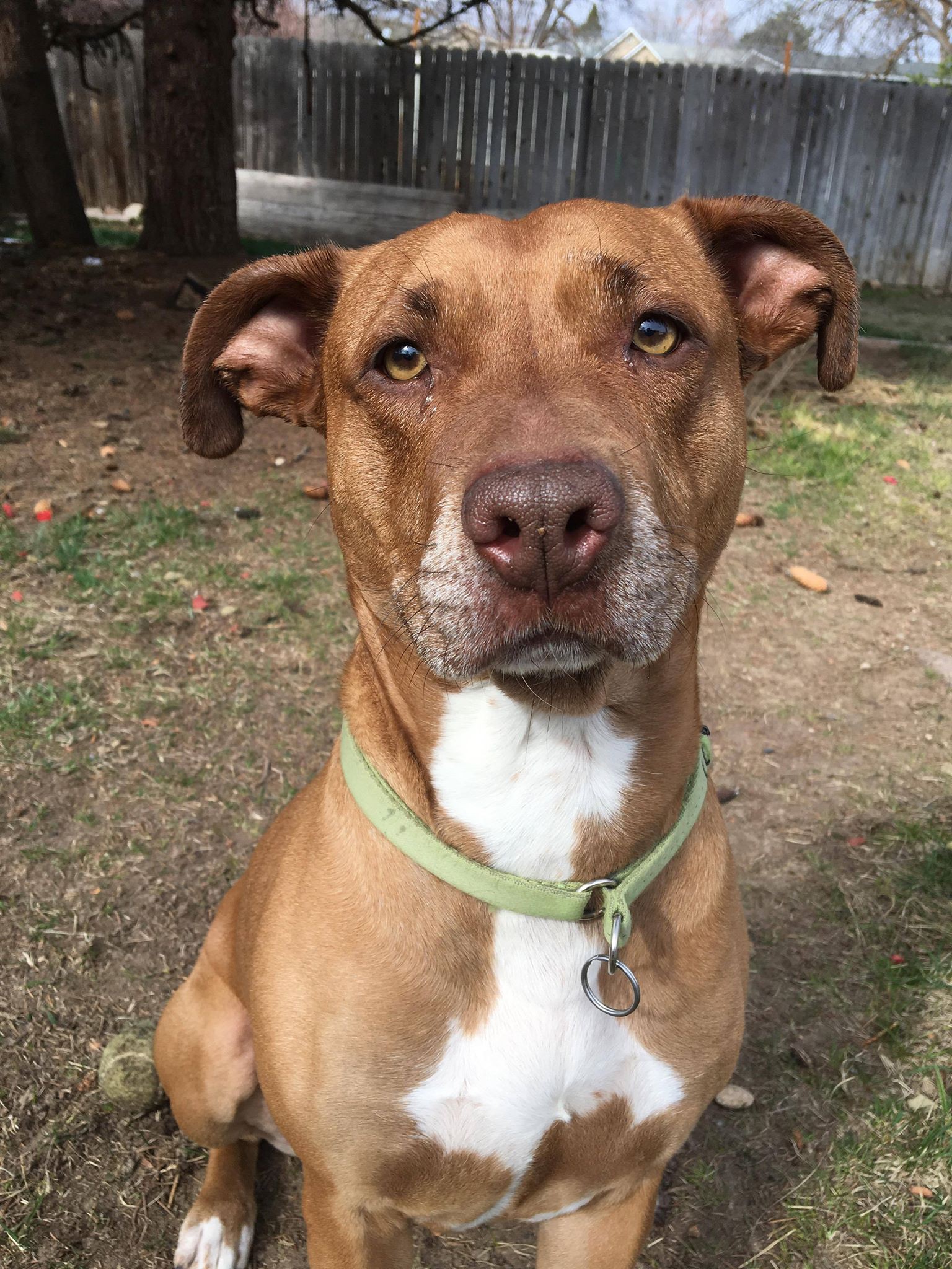 desi pitbull dog