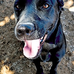 Photo of Rosey - adopted 9-20-23!