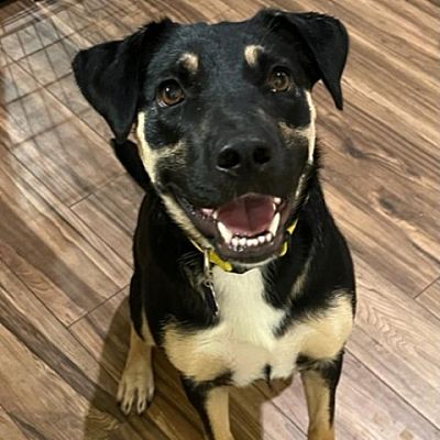 Denison, TX - Rottweiler/Mixed Breed (Medium). Meet Wendy a Pet for ...
