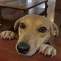 adopt-pet