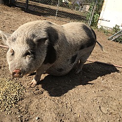 Photo of Miss. Piggy