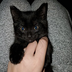 Thumbnail photo of Kitten #4