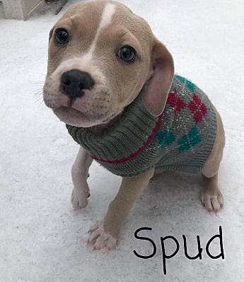 Forest Hill Md Boxer Meet Spud A Pet For Adoption