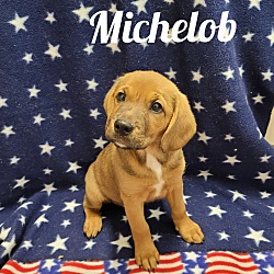Photo of Michelob