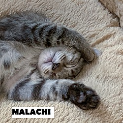 Thumbnail photo of Malachi #2