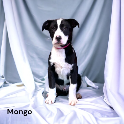 Photo of Mongo