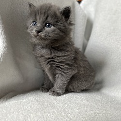 Photo of Russian Blues Kittens