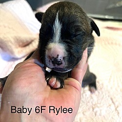 Photo of Prudence Puppy - Rylee