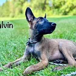 Thumbnail photo of Kalvin #2