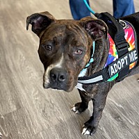 adopt a pet