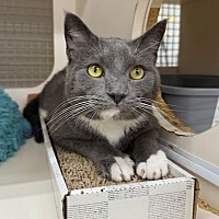 adopt a pet