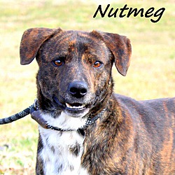 Thumbnail photo of Nutmeg~meet me! #2