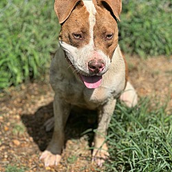 Thumbnail photo of Brodie #2