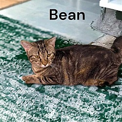 Thumbnail photo of Bean #2