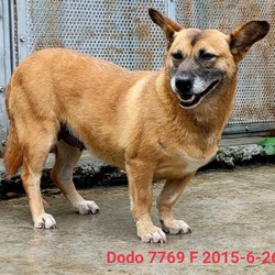Thumbnail photo of Dodo 7769 #1