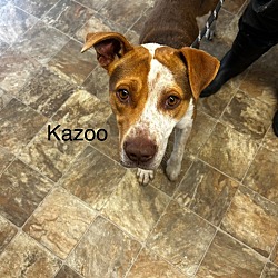 Photo of Kazoo