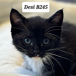Photo of Desi B245