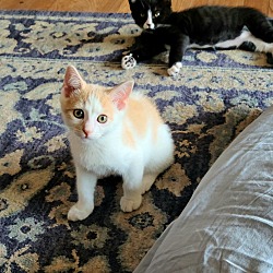 Photo of Cayenne and Pepper