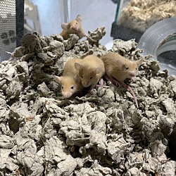 Thumbnail photo of Baby fancy mice #2