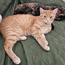 Thumbnail photo of Leelou / Theo (Bonded Pair) #4