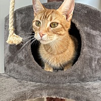 adopt a pet