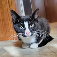 adopt a pet