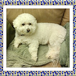 Thumbnail photo of Adopted!! Casper - VA #1