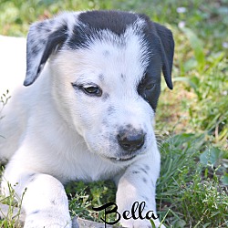 Thumbnail photo of Bella Pup~adopted! #1