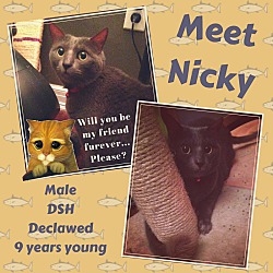 Thumbnail photo of Nicky #4