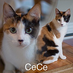 Photo of Cece