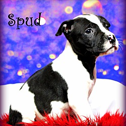 Thumbnail photo of Spud~adopted! #4