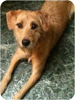 schnauzer and golden retriever mix