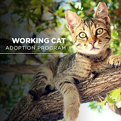 Photo of Working Cat - Zeus