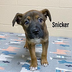 Photo of Snicker