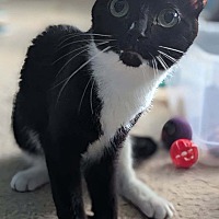 adopt a pet