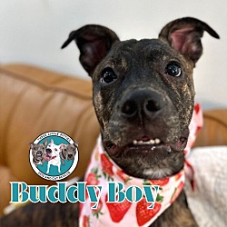 Thumbnail photo of Buddy Boy, The happy Brindle Beryl pup #1