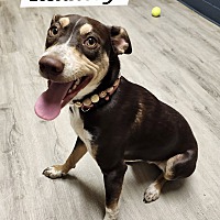 adopt a pet