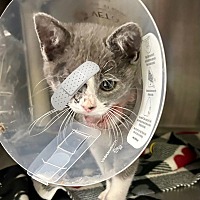 adopt a pet