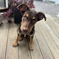 adopt a pet