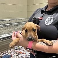 adopt a pet