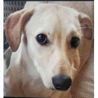 adopt-pet