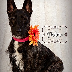 Thumbnail photo of Thelma-adoption pending #3