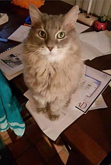 Adopt A Pet Petsmart Charities